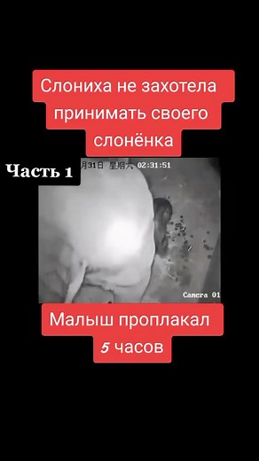 Observing a Majestic Elephant in Its Enclosure