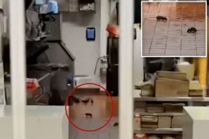 Disgusting video shows huge rats scampering across floor at McDonald’s inside Walmart