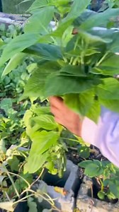 Discover the power of perilla, a traditional herb revered in Asia for...