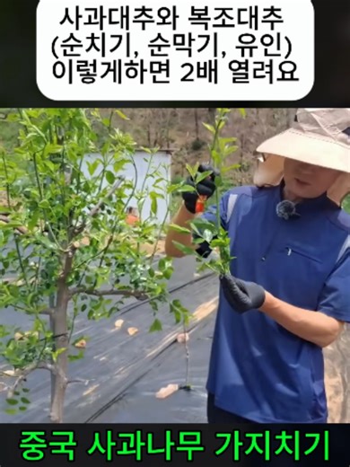 사과대추·복조대추 순치기·순막기·유인으로 수량 2배 만드는 법
