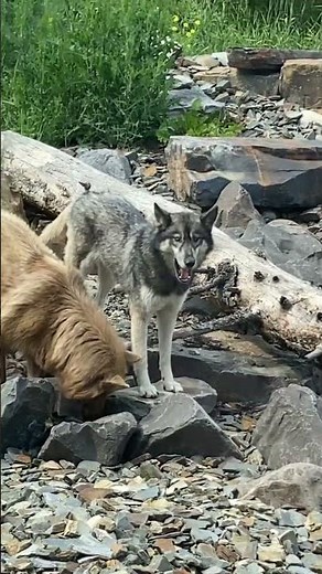 Wolf dog sanctuary in Alberta Banff !! 🌕🐺 # subscribe