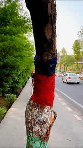 Save tree, save oxygen, saving tree in India, | Trees Plants Info