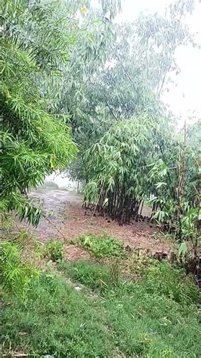 ring gana ring video calling video