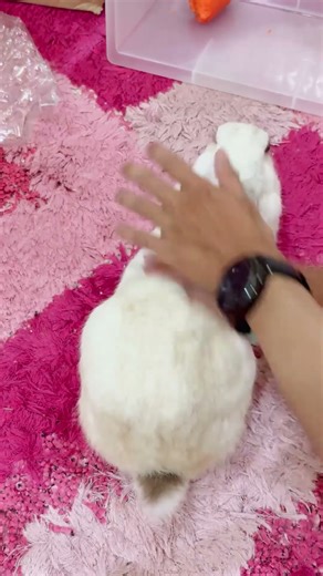 Rabbit Massage Chill #rabbit #bunny