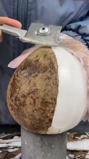 Removing coconut shell using metal scraper by hand tool #construction #popular