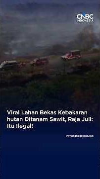 Viral: Forest Fire Site Planted with Palm Oil, Raja Juli: That's Illegal!