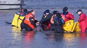 Stranded River Thames whale 'evoked huge public response'