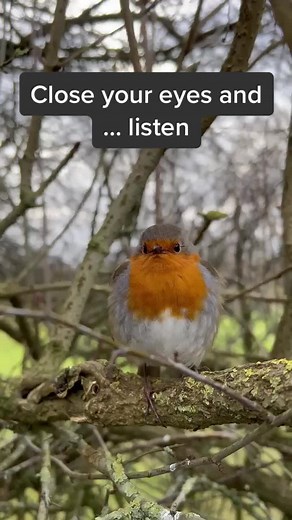 Captivating Robin Bird Singing in the Wild