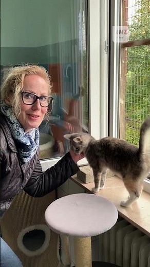Schmusekatze Pixi sucht ein geselliges Zuhause🐈