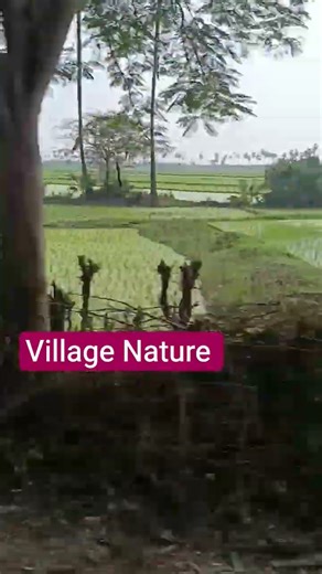Village Nature | Calm & Rural Life #foryou #shorts #villagenature #nature #explorer #travel #youtube