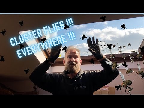 CLUSTER FLIES UK!!! Flies in my loft, flies around my windows!!! This is a cluster fly INFESTATION!