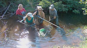 Shocking fish for science: What these New Brunswick researchers are hoping to learn