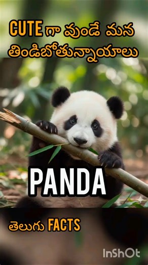 Cute Panda Lifestyle Explained in Telugu #facts #animalfacts