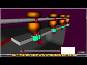 Protein synthesis - polysomes