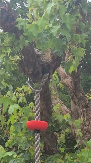 Mourning Doves Nesting Series – Day 1 #dove #birds