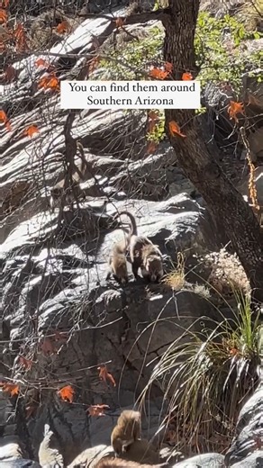 Have you ever seen a coatimundi? @realtimemomaz shares the following: Coatimundi are unique animals that can be found in South America, Central America, and the southwestern United States. Recently, someone reached out asking about where to go in town to see these guys. I hadn’t been as lucky at the time, but I did some research. Here are a couple of places you can go for a potential Coatimundi sighting: ✅ Madera Canyon (we saw this group near the Madera Canyon picnic tables) ✅ Colossal Cave Par