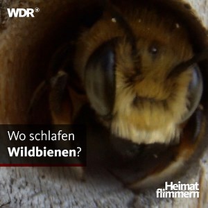 54K views · 463 reactions | Kuschelnde Bienen - hier in unserem Video! | WDR | Facebook
