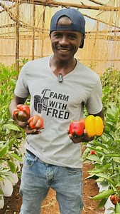 Color capsicum farming is a real deal. Could you be interested in farming with the best Agronomist? #Farming | Farm With Fred