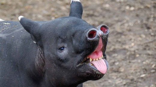 These 15 Animals Look Like Mystical Creatures