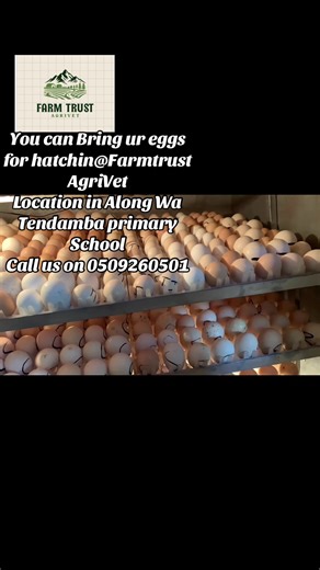 Hatching Eggs at Jafar Farm in Ghana