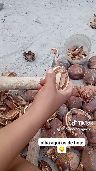 Cocos de hoje são só coco bom — coco babaçu e quebradeira