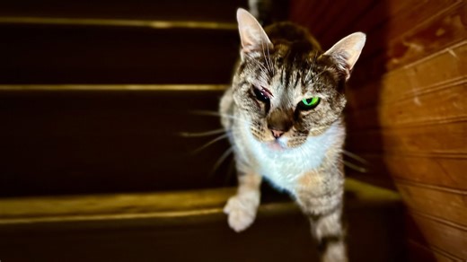 What really happened to the barn cat on our farm