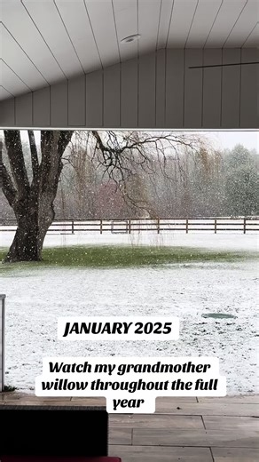 #tree #trees #weepingwillow #earth #fypage | Willow Tree