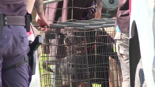 9News - Latest news and headlines from Australia and the world