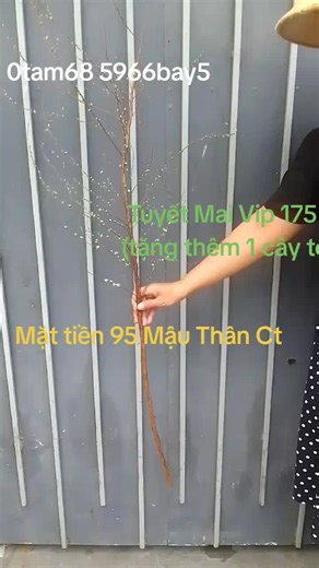 Tuyết Mai Vip 175k Mua 1 bó tặng Hai cây to ✓ 0868 596675 ✓ Mặt tiền 95 Mậu Thân ( đối diện hẻm 142)