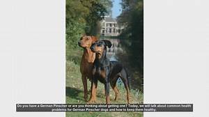 Common Health Issues in German Pinschers and How to Prevent Them