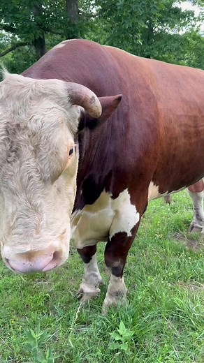 Rufus broke the Ranger. It’s not good #rufusthebull #redfordthebull | Rufus The Bull