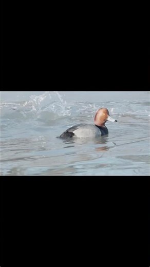 Redhead Ducks Diving Deep #ducks #wildlife #shorts