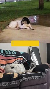 Adopting Moo Moo ❤️ “Moo Moo had days where she wouldn’t eat, had diarrhoea, or refused to go home after walks. The biggest lifesaver was the community who was involved in her rescue, rehab, her fosterer, and other Singapore Special owners on Instagram. They were supportive and generous with advice, which really helped. For me, the biggest challenge was self-doubt. Was I doing enough? Was I doing it right? Also, waking up at 6am daily nearly broke me at first, but I eventually adjusted. Senior d