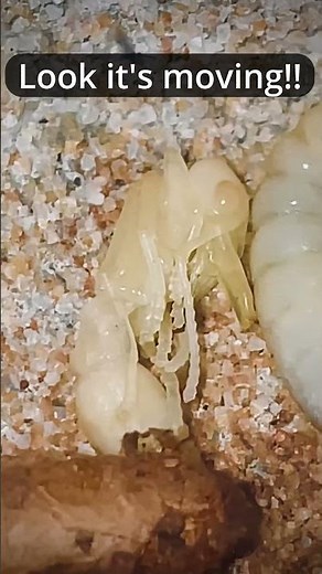 A GIANT BULLDOG ANT's NAKED PUPA… 😦 (Myrmecia brevinoda) psst… ꜱᴇᴄʀᴇᴛ ɢɪᴠᴇᴀᴡᴀʏ (ᴘɪɴɴᴇᴅ ᴄᴏᴍᴍᴇɴᴛ!!)