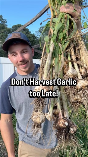 Don’t harvest your garlic too late! 🧄 The key to growing garlic is planting it at the right time to grow big beautiful bulbs, and picking it at the right time to allow proper storage. If you leave garlic in the ground too long the bulbs can begin to split in the ground or it could break off during harvest. The garlic can still be eaten fresh but it won’t be able to be cured for long term storage. The goal is to leave the stem intact so the garlic bulb can be dried out to remove all the moisture