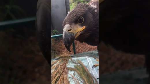 White-tailed sea-eagle watches over its chicks from above