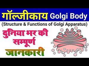 golgi apparatus | golgi body structure and function | golgi complex | galjikay kya hai | dictyosomes