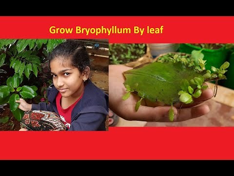 How to Grow Bryophyllum (Ranapala) by Leaf || Grow Patharchatt || Succulent plant