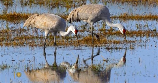 Nature: Whooping cranes in Texas