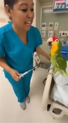 😂 somebody call the doctor 🦜 | Random Sparks