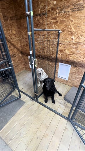 Effective Training Techniques for Labrador Retrievers