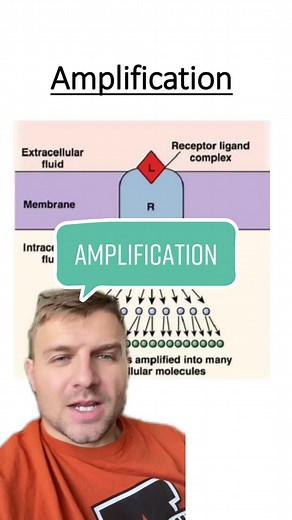 Amplification in Cell Communication Explained