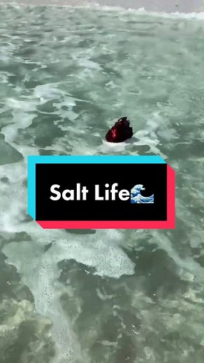 Summer Fun with Beach Chicken in Florida