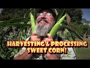 🌽 Harvesting Sweet Corn 🌽 Drilling the Kernels off the Cob w/a Kernel Kutter
