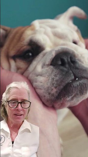Lump on Your Dog? It Could Be a Skin Tag or Lipoma