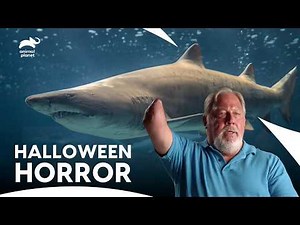 Man Loses His Right Hand in Aggressive Bull Shark Attack | I Was Prey S1 E4 | Animal Planet India