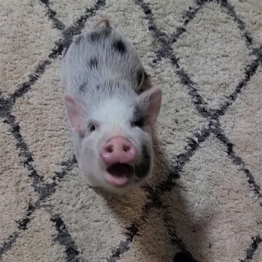 Polly the Performing Princess Pig on Instagram: "Running Peppa through some of her tricks. #raiseahoof #minipigs #pigtrainer #ilovemypigs #rescuepigs"