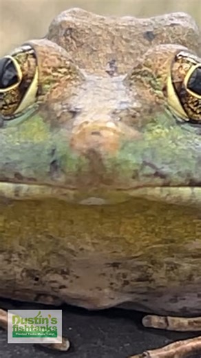 2.8K views · 18 reactions | Frog coming at ya. Are frogs hopping up to your garden ponds? Check out the pond plants we have available for sale! Shop Now! TANK ON!  https://dustinsfishtanks.com/collections/pond-plants #frog #frogs #greenhouse #watergarden #gardenpond #ponds #koipond | Dustin's Fishtanks | Facebook