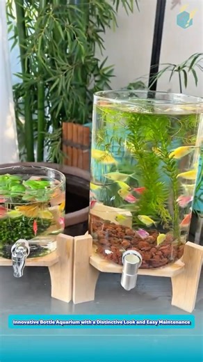 Innovative Bottle Aquarium with a Distinctive Look and Easy Maintenance