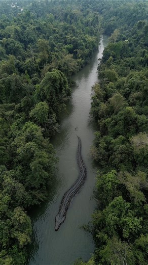 Villagers Capture Footage of Giant Python Crossing River in Thailand #python #wildlife #thailand #viral | Most Amazing Top 10